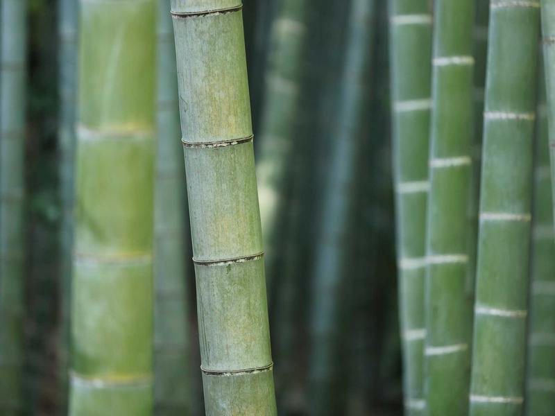 Masters 2026: Scottie Scheffler Leads the Pack into Final Round